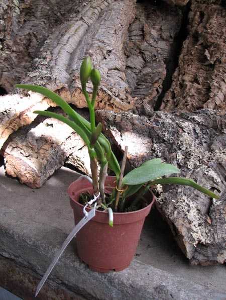 Potinara Samantha Duncan 'Orange Tart'.jpg