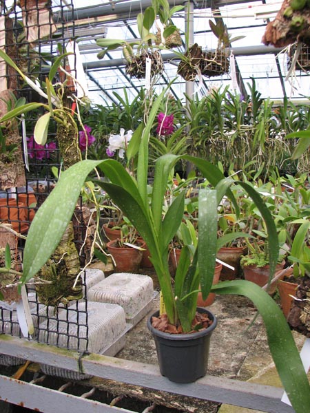 Beallara Patricia McCully 'Pacific Matriarch'.jpg