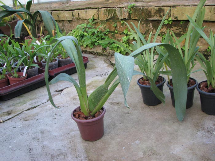 Beallara Tropic Tom 'Pale Face'.jpg