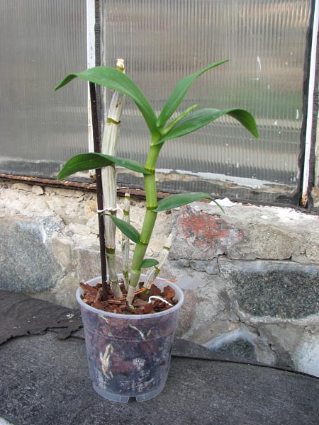 Dendrobium Valentine.JPG