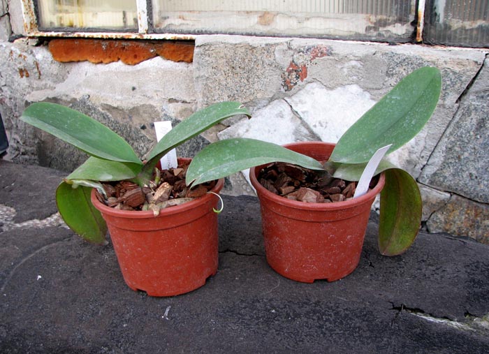 Doritaenopsis Taiwan Diamond 'ORCHIS'.jpg