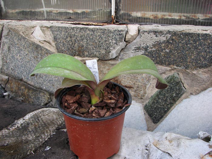 Phalaenopsis Everspring Prince 'Butterfly'.jpg