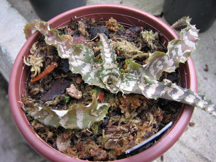 Cryptanthus fosterianus.jpg