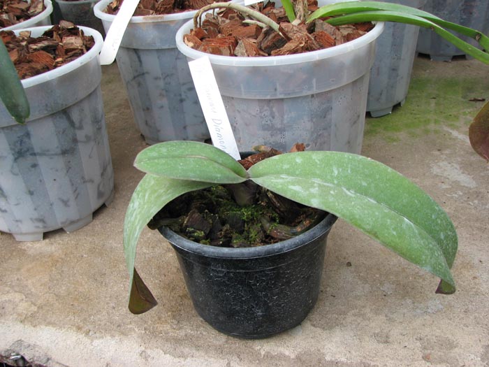 Doritaenopsis Taiwan Diamond '0-1'.jpg