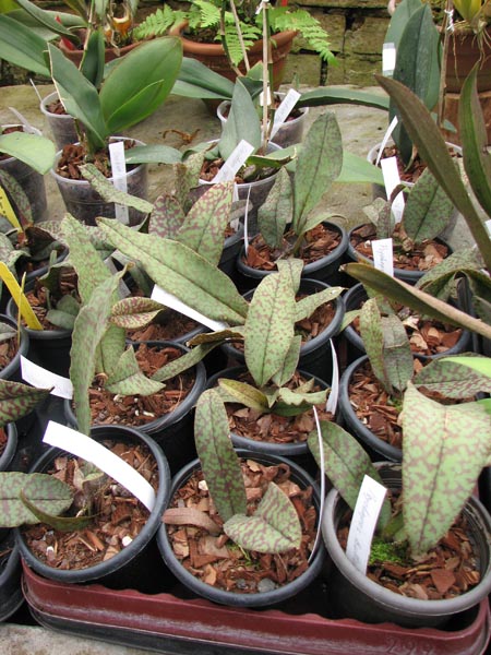 Psychopsis Butterfly (sanderae x papilio).jpg