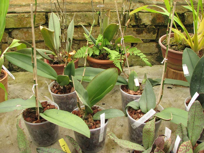 Oncidium papilio.jpg