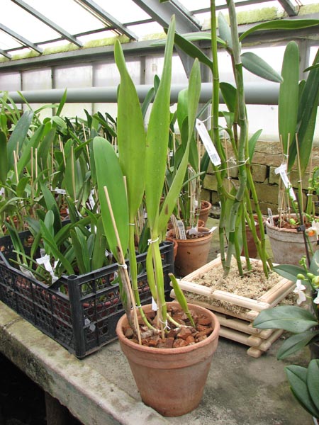Laelia purpurata var Russelliana x Cattleya Eldorado.jpg