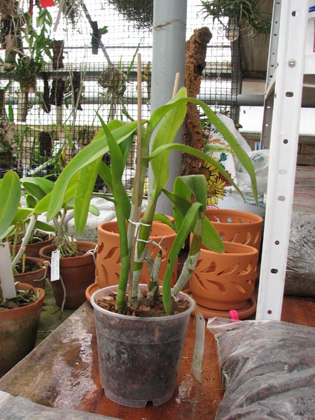 Dendrobium Supanburi White.jpg
