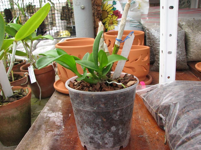 Dendrobium Airy White.jpg