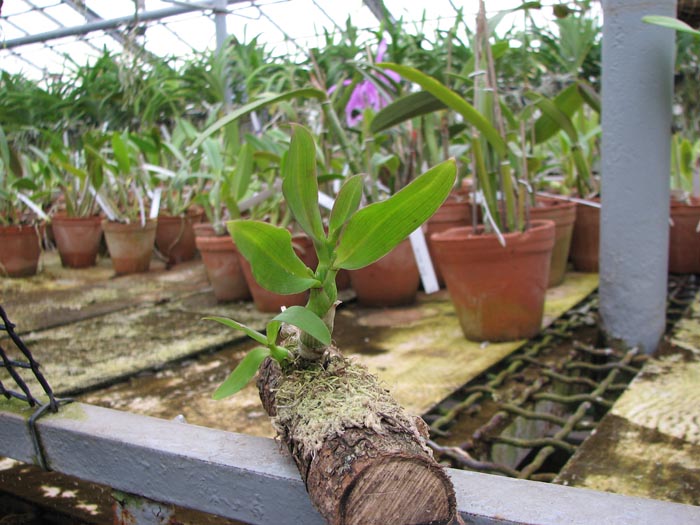 С цветоносами