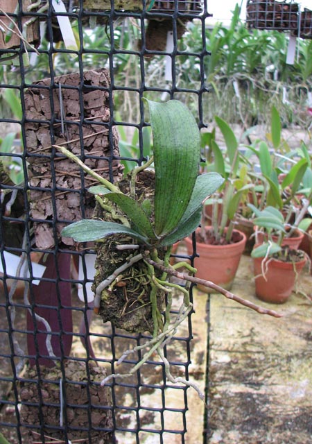 С цветоносом