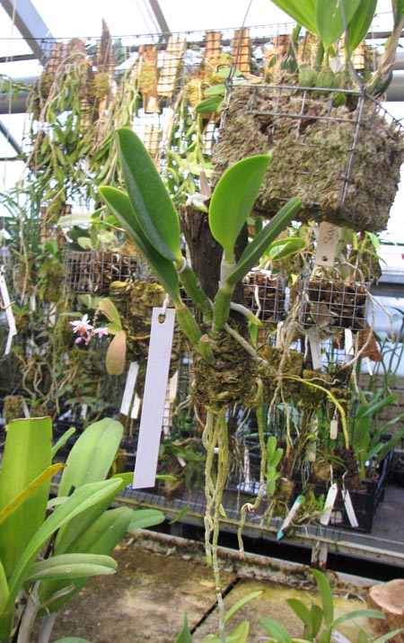 Laelia jongheana alba x Laelia jongheana suavissima.jpg