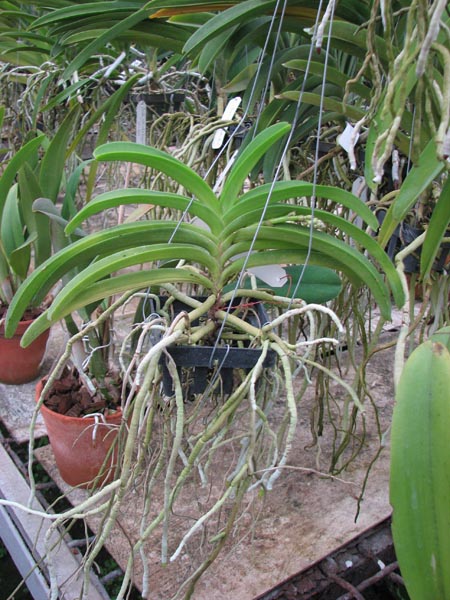 Vascostylis Five Friendship x Rhynchostylis coelestis blue.JPG