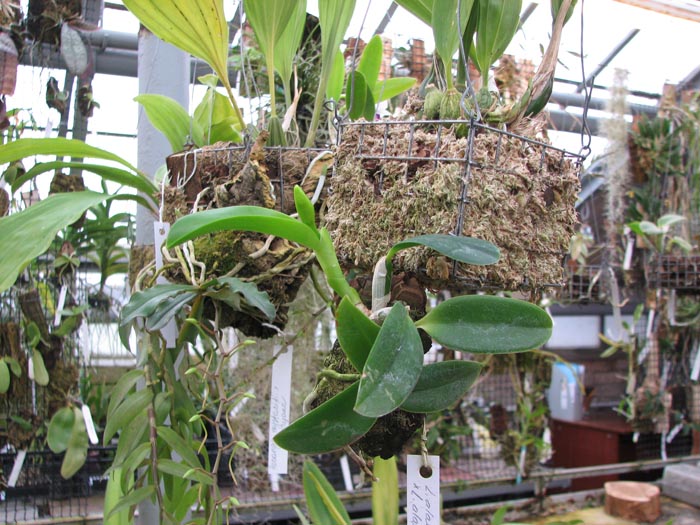 Laelia alaori alba 'Snow Flakes' x Laelia alaori alba 'SC'.jpg