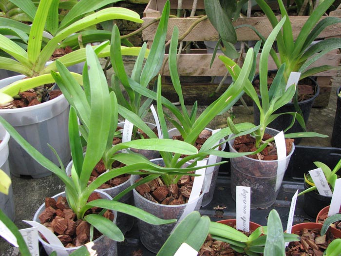 Angraecum sesquipedale.jpg