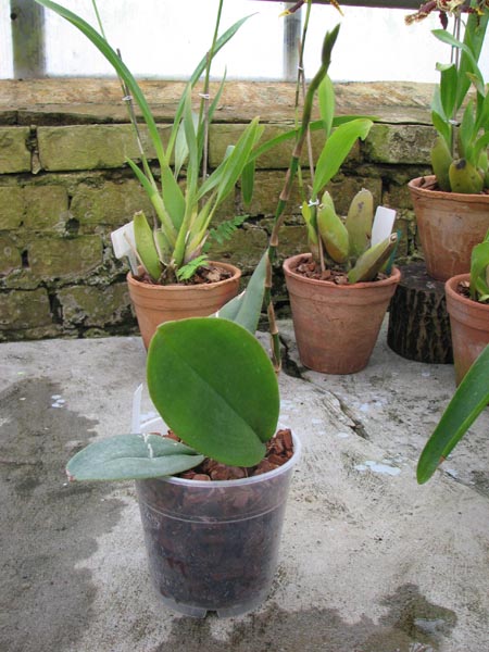 С цветоносом