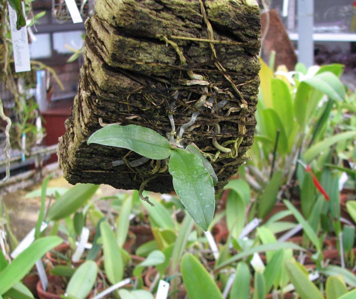 С цветоносами