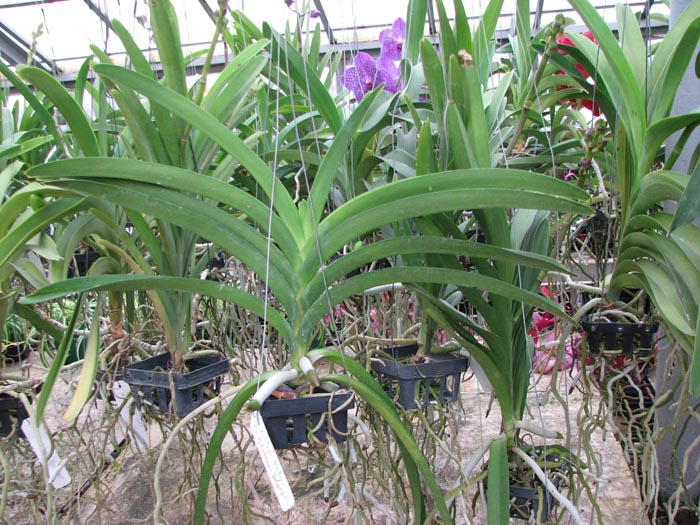 C цветоносом