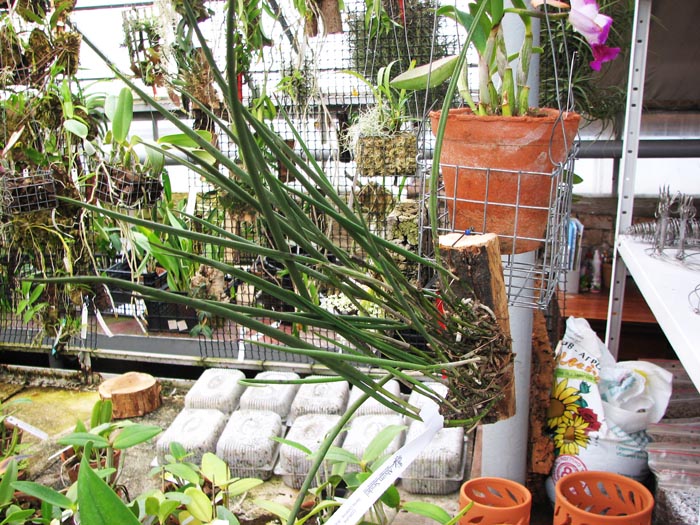 Brassavola perrinii (clump).jpg