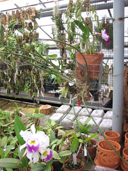 Brassavola flagellaris.jpg