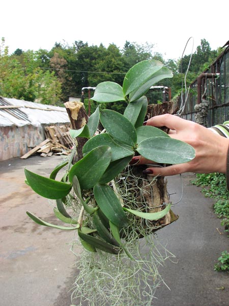 Cattleya aclandiae (extra size).jpg