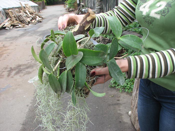 Cattleya aclandiae (extra size).jpg