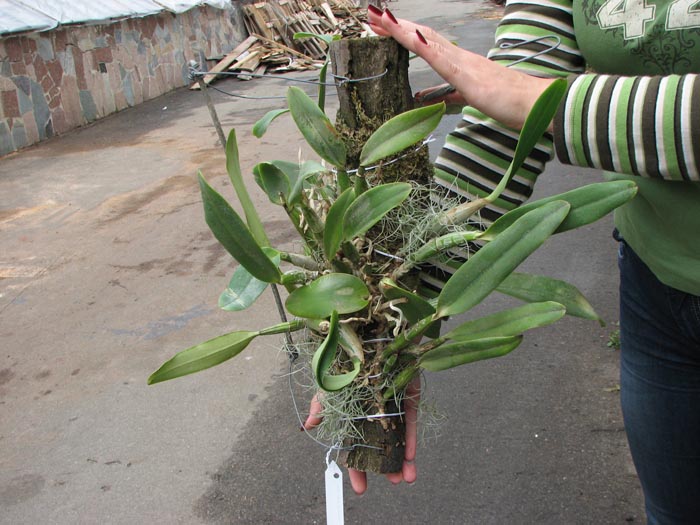 Cattleya walkeriana (extra size).jpg