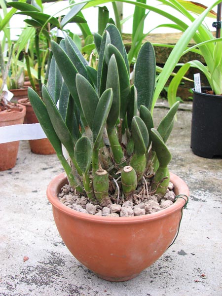 Laelia lucasiana (clump).jpg