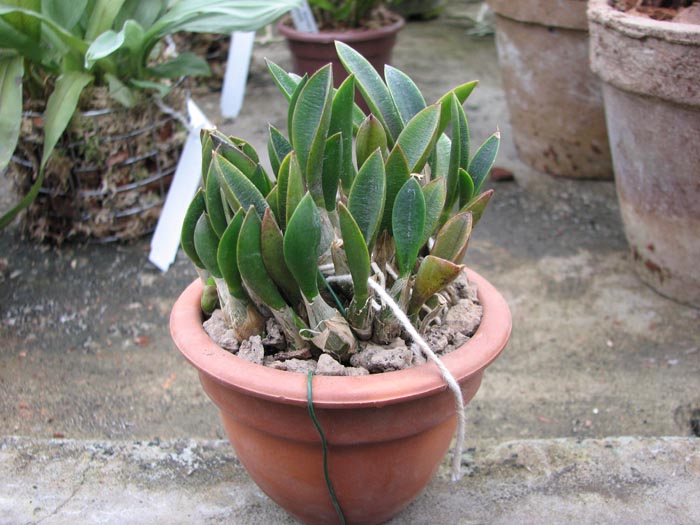 Laelia liliputana (clump).jpg