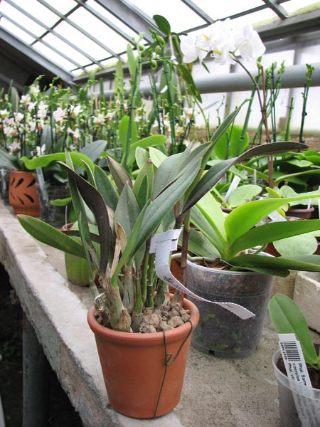 Laelia flava (clump).jpg