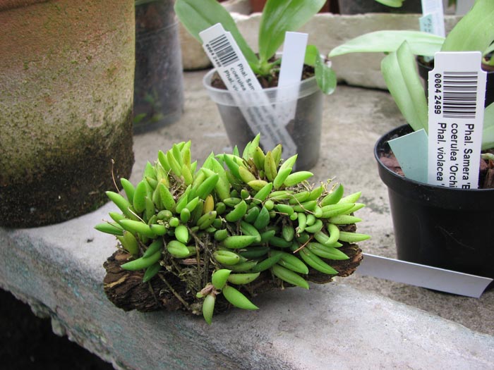 Pleurothallis leptotifolia.jpg