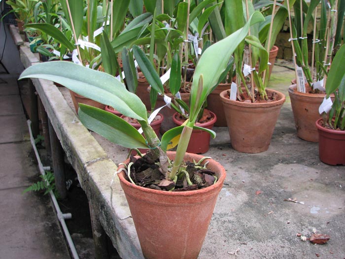 Brassolaeliocattleya Haadyai Delight 'Bangprom Gold'.jpg
