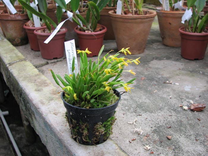 Pleurothallis sonderana.jpg