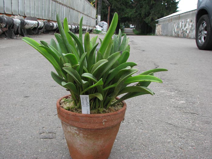 Pleurothallis ochreata (clump).jpg