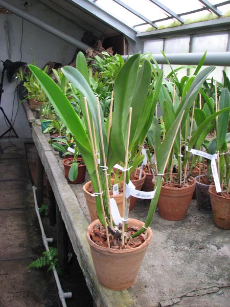 Cattleya Soror Angelica (Cattleya gigas F M B x Cattleya Dupreana alba).jpg
