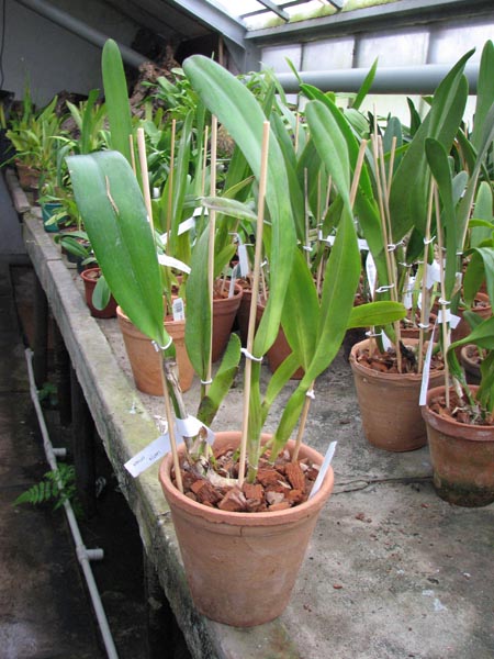 Laelia crispa.jpg