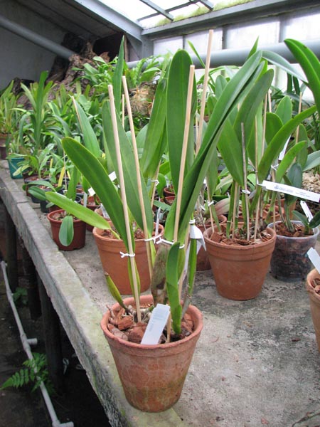 Laelia lobata.jpg