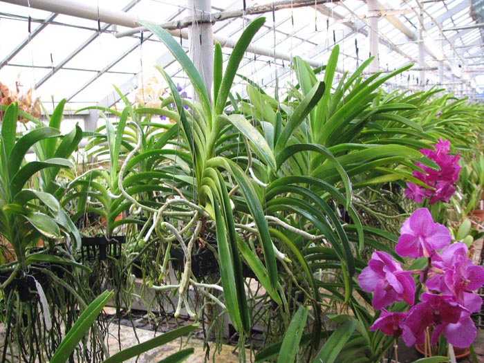 Vanda Chaiya x Vanda Sankamphaeng.jpg