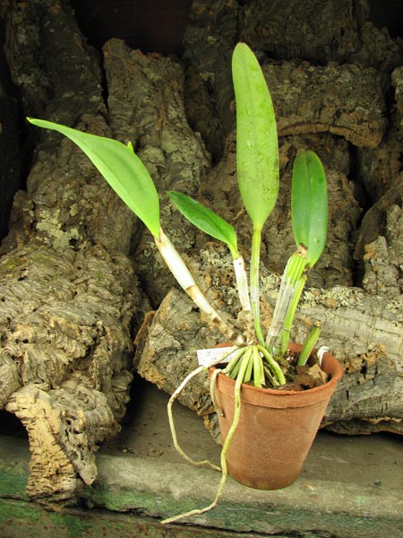 Laeliocattleya Blue Angel 'Glove'.jpg