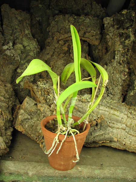 Laeliocattleya Cornelia coerulea.jpg