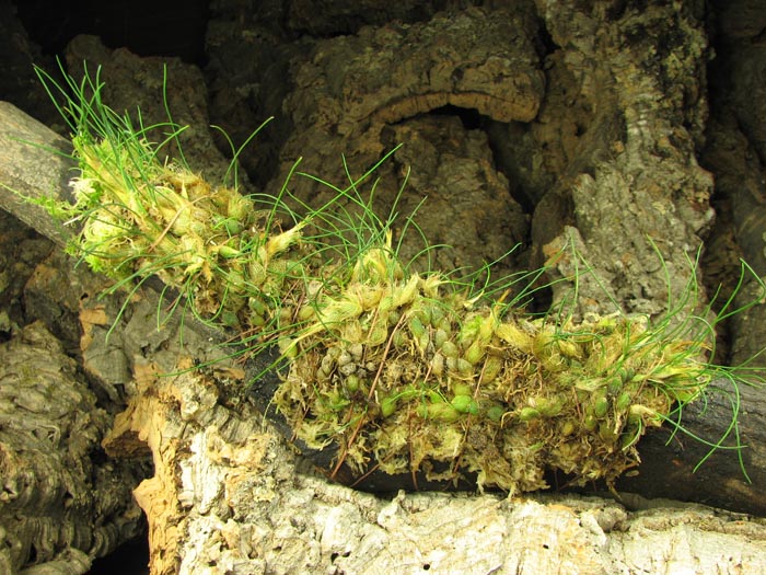 Isabelia virginalis (clump).jpg