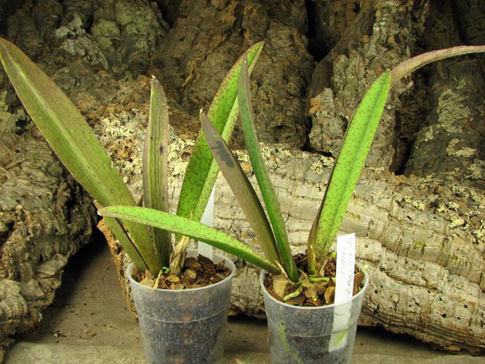 Psychocentrum Rio's Mariposita 'ORCHIS'.jpg