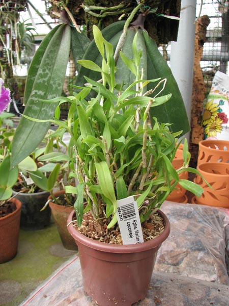 Epiphronitis Mariae (Euchile Mariae x Sophronitis coccinea).jpg