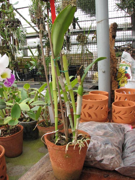Cattleya walkeriana x Cattleya dolosa alba.jpg