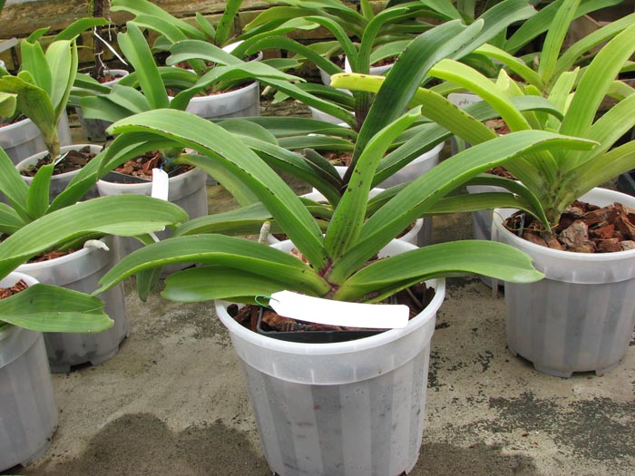 Rhynchostylis gigantea spot.jpg