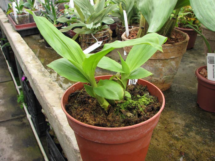 Lycaste 'Alan Salman' x Anguloa clowesii.jpg