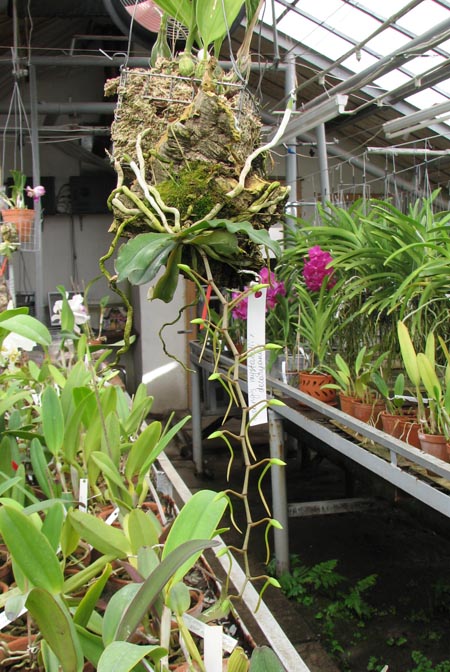 Aerangis mystacidii x decaryana.jpg