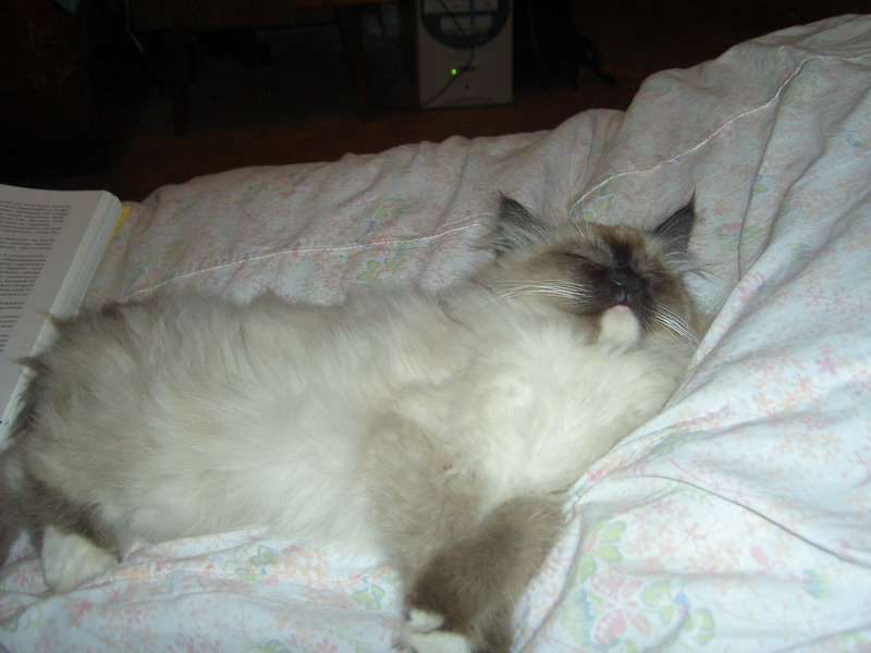 А это мы дрыхнем, попой на книге по уходу за кошками :)))