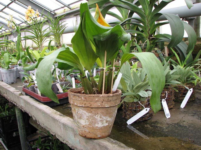Bifrenaria thyrianthina alba plena.jpg