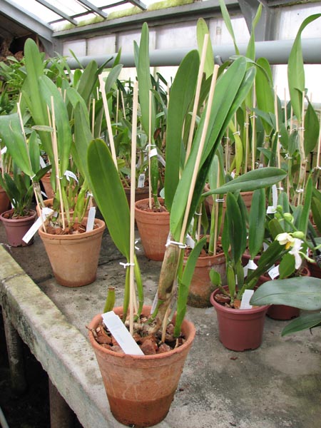 Laelia lobata.jpg